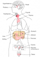 Endocrine System in Hindi