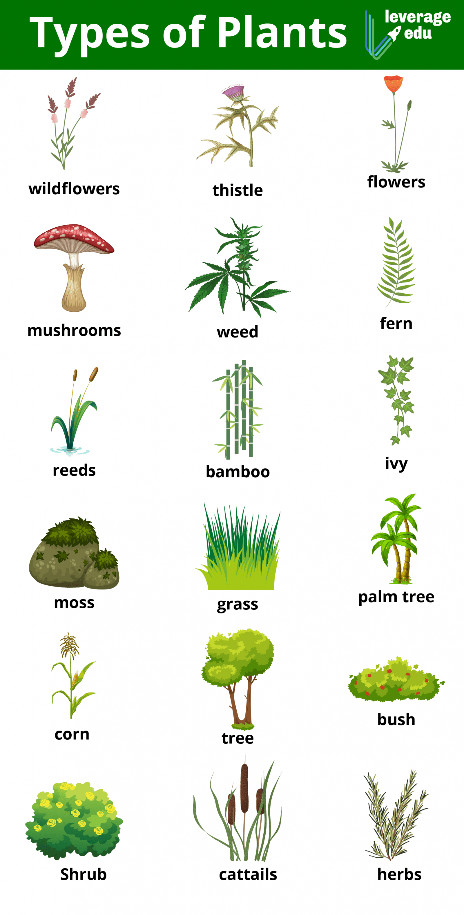 plants grow in many different shapes and sizes