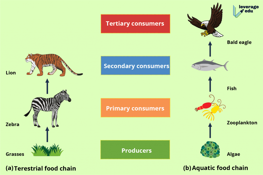 What Is Food Chain Definition Types Examples Leverage Edu