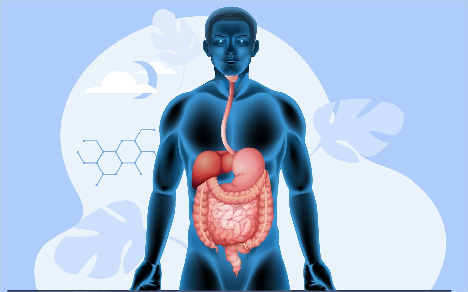Digestion and Absorption: PPT, MCQ, NCERT PDF, NEET - Leverage Edu