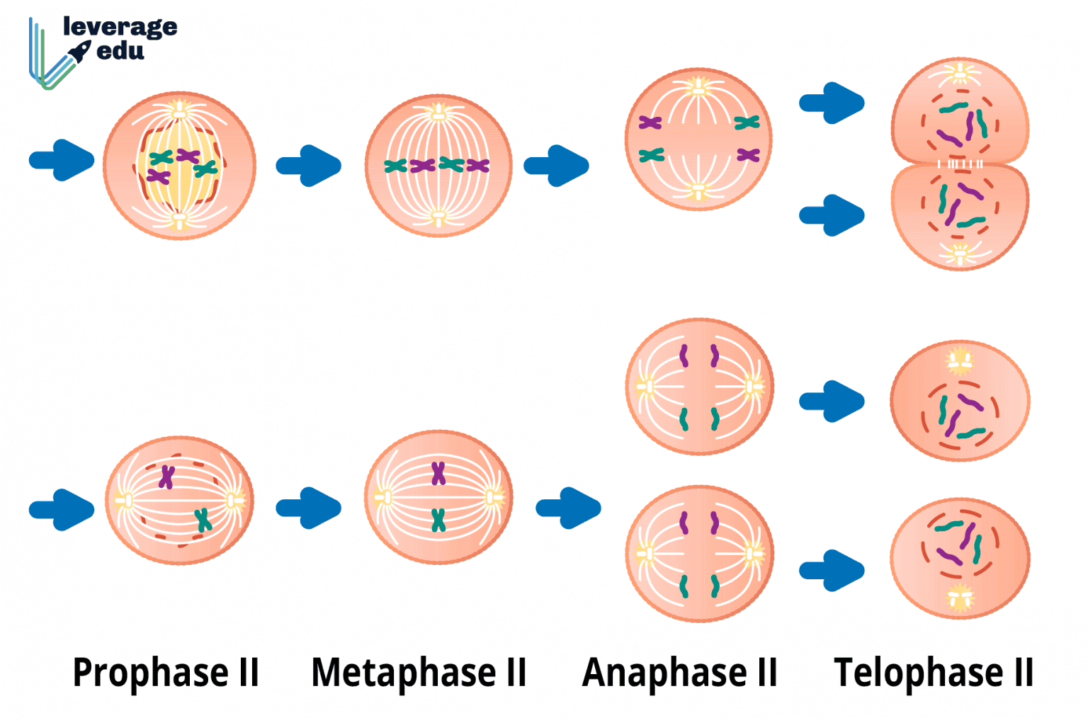Meiosis Stages Simple