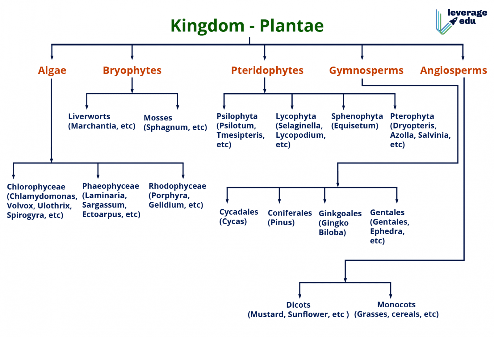 case study based questions on plant kingdom class 11