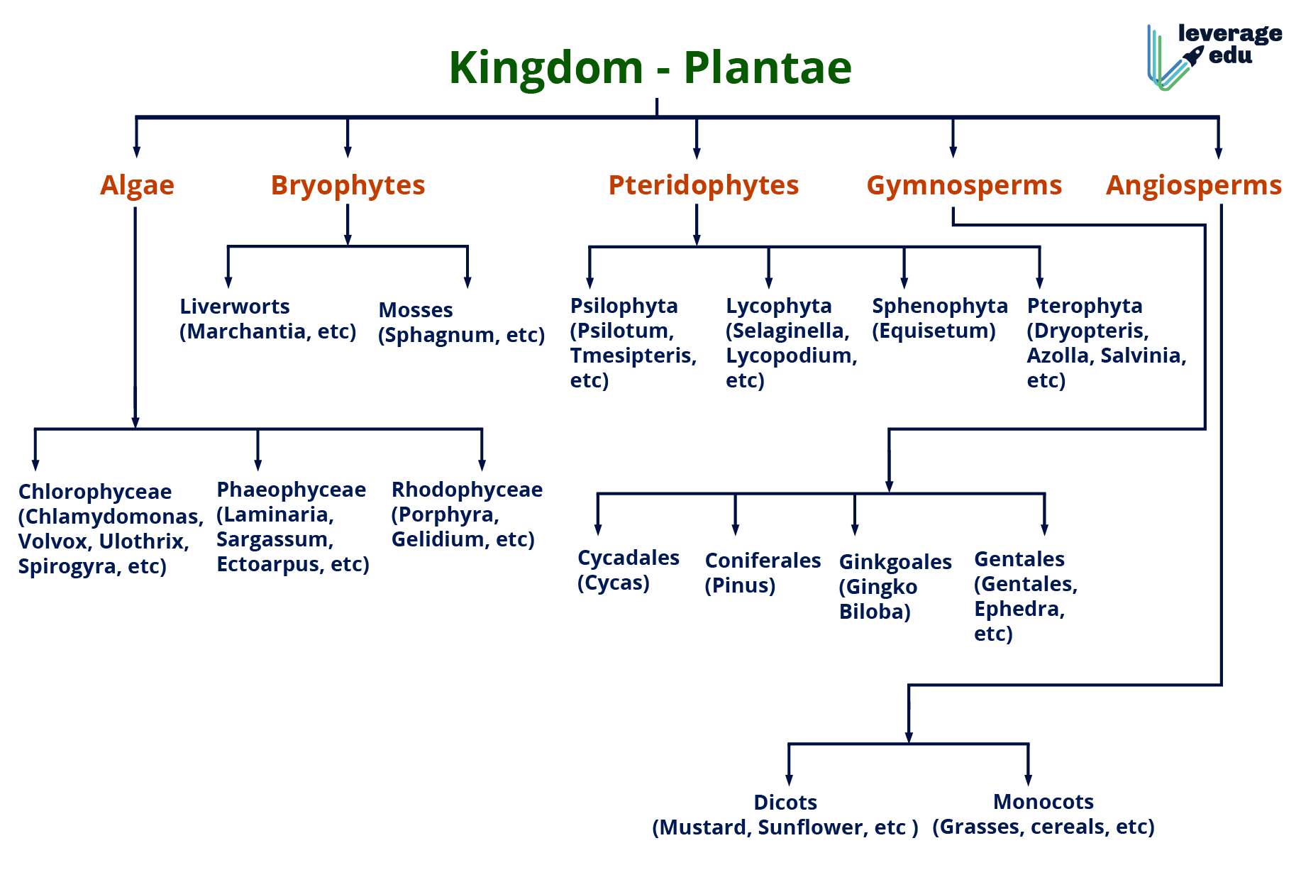 plant kingdom assignment class 11