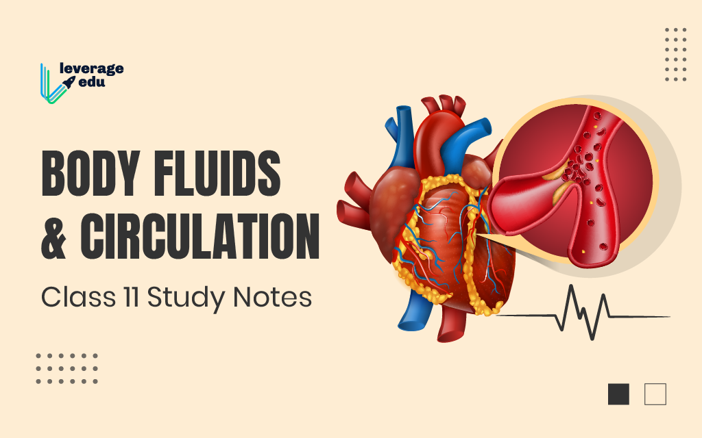 Body Fluids and Circulation Class 11 Study Notes - Leverage Edu
