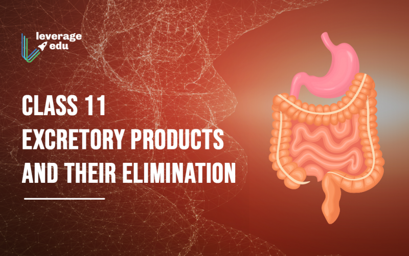 Class 11 excretory products and their elimination