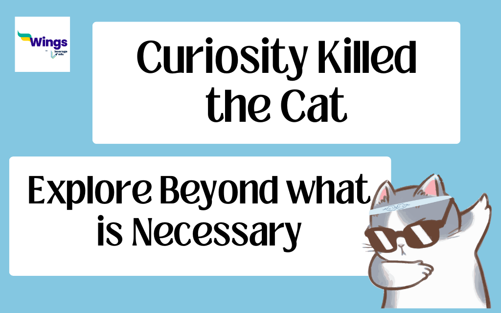 curiosity killed the cat essay