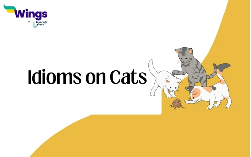 Idioms on Cats
